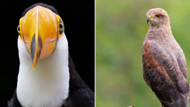 O encanto das asas: Vinícius Kohn e a beleza selvagem das aves brasileiras (35 fotos) 21