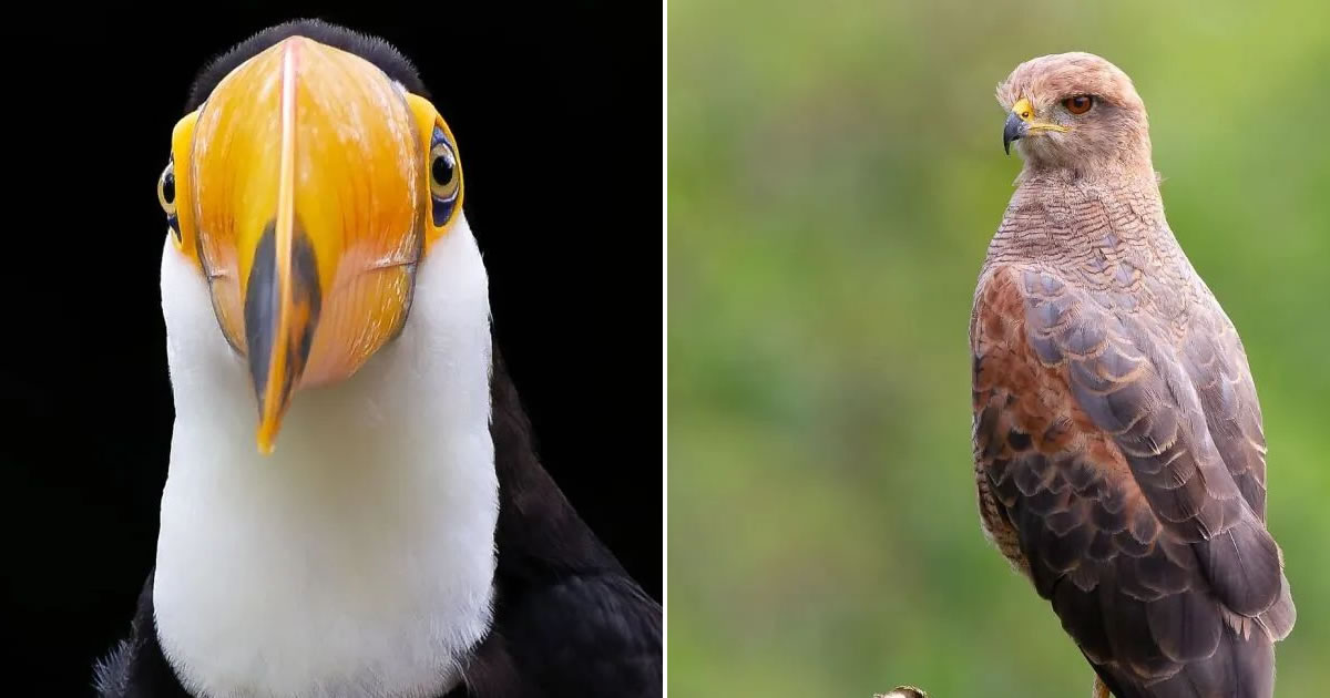O encanto das asas: Vinícius Kohn e a beleza selvagem das aves brasileiras (35 fotos)