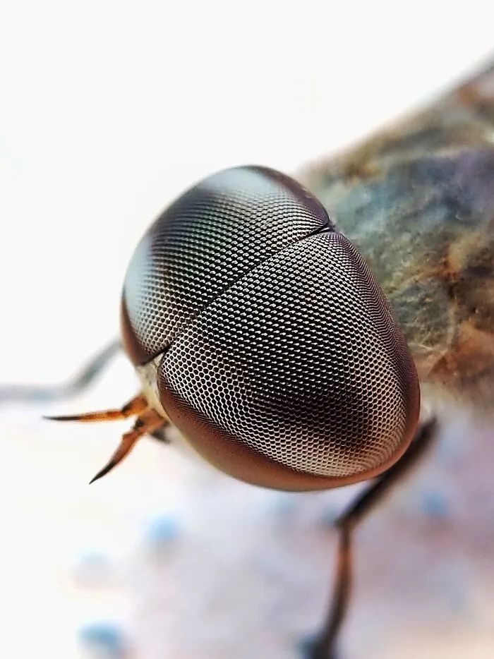 Saipixels: O fotógrafo que transforma o invisível da natureza em verdadeiras obras de arte (32 fotos) 2