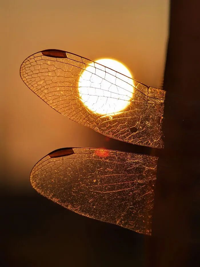 Saipixels: O fotógrafo que transforma o invisível da natureza em verdadeiras obras de arte (32 fotos) 6