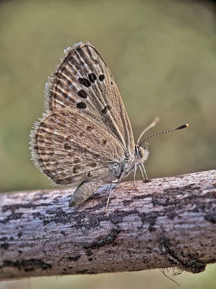 Saipixels: O fotógrafo que transforma o invisível da natureza em verdadeiras obras de arte (32 fotos) 7
