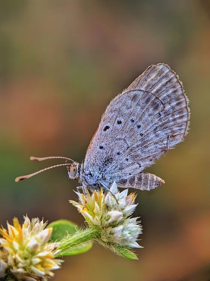 Saipixels: O fotógrafo que transforma o invisível da natureza em verdadeiras obras de arte (32 fotos) 12