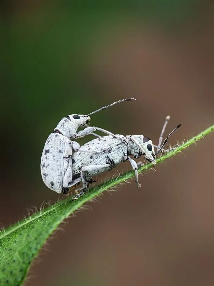 Saipixels: O fotógrafo que transforma o invisível da natureza em verdadeiras obras de arte (32 fotos) 13