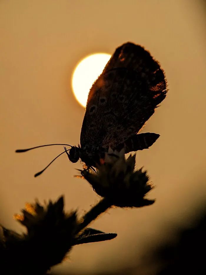 Saipixels: O fotógrafo que transforma o invisível da natureza em verdadeiras obras de arte (32 fotos) 16