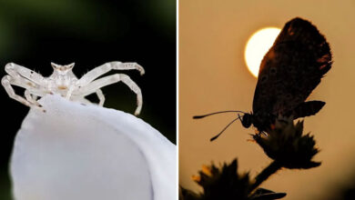 Saipixels: O fotógrafo que transforma o invisível da natureza em verdadeiras obras de arte (32 fotos) 45