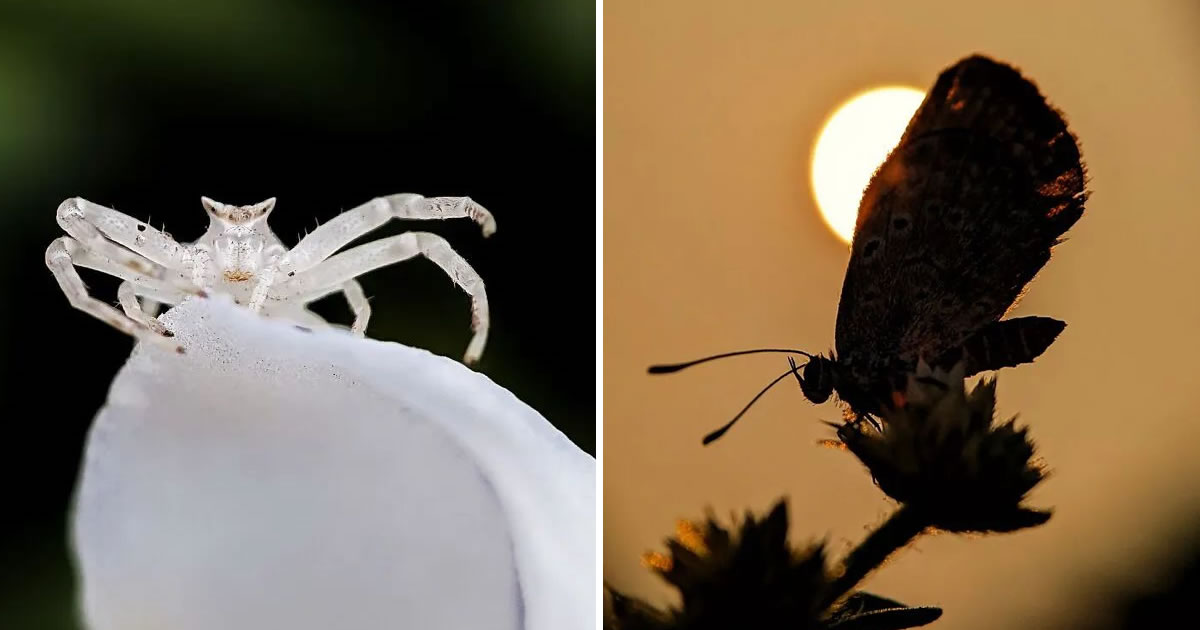 Saipixels: O fotógrafo que transforma o invisível da natureza em verdadeiras obras de arte (32 fotos)