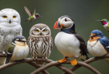 10 aves tão fofas e únicas que parecem brinquedos de pelúcia 2