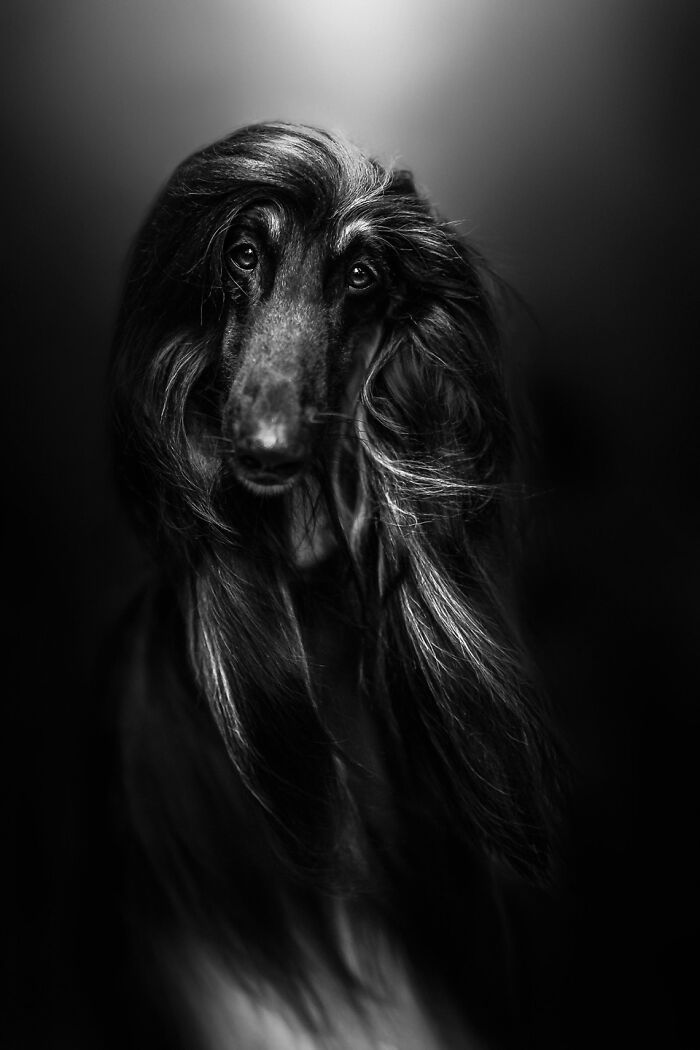 35 fotos de cachorros que capturam toda a alegria, travessura e carisma dos nossos melhores amigos 4