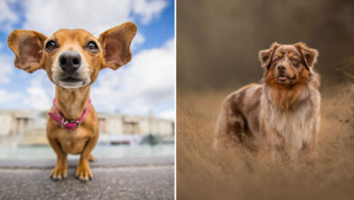 35 fotos de cachorros que capturam toda a alegria, travessura e carisma dos nossos melhores amigos 26