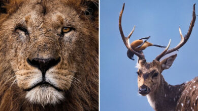 A magia da vida selvagem. Como um fotógrafo transforma encontros com a natureza em arte viva (32 fotos) 22