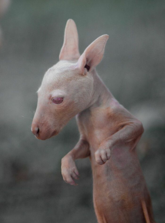 A magia por trás das melhores fotos de vida selvagem: como capturar momentos únicos sem equipamentos caros