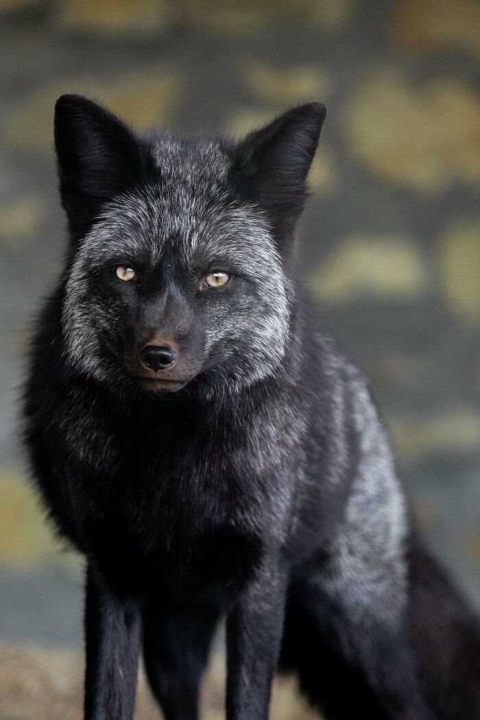 A magia por trás das melhores fotos de vida selvagem: como capturar momentos únicos sem equipamentos caros (34 fotos) 3