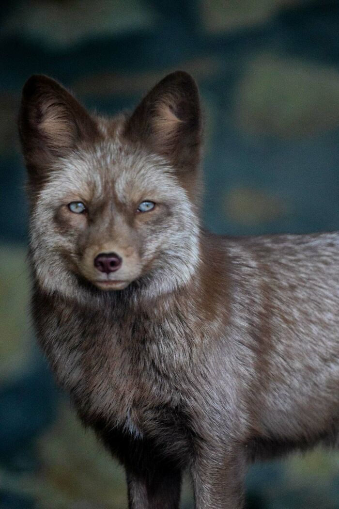 A magia por trás das melhores fotos de vida selvagem: como capturar momentos únicos sem equipamentos caros (34 fotos) 4