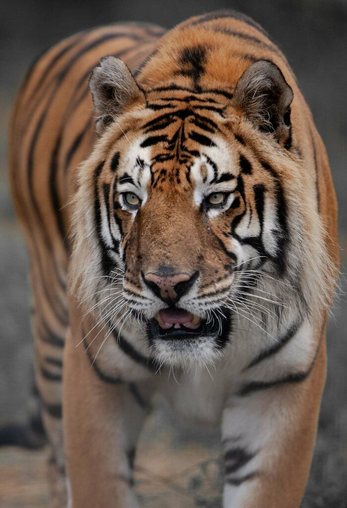 A magia por trás das melhores fotos de vida selvagem: como capturar momentos únicos sem equipamentos caros (34 fotos) 5