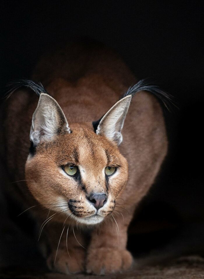 A magia por trás das melhores fotos de vida selvagem: como capturar momentos únicos sem equipamentos caros (34 fotos) 6