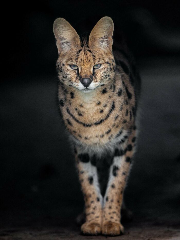 A magia por trás das melhores fotos de vida selvagem: como capturar momentos únicos sem equipamentos caros (34 fotos) 7