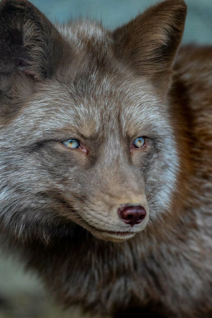 A magia por trás das melhores fotos de vida selvagem: como capturar momentos únicos sem equipamentos caros (34 fotos) 8