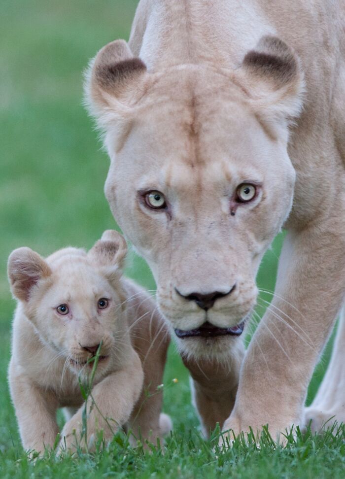 A magia por trás das melhores fotos de vida selvagem: como capturar momentos únicos sem equipamentos caros (34 fotos) 11