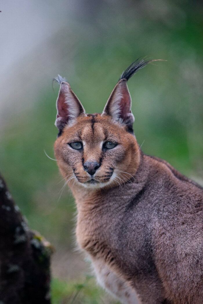 A magia por trás das melhores fotos de vida selvagem: como capturar momentos únicos sem equipamentos caros (34 fotos) 12