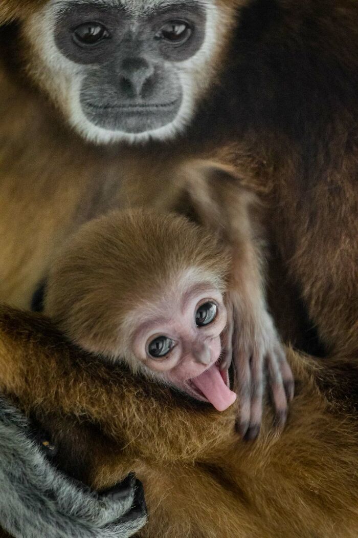 A magia por trás das melhores fotos de vida selvagem: como capturar momentos únicos sem equipamentos caros (34 fotos) 13
