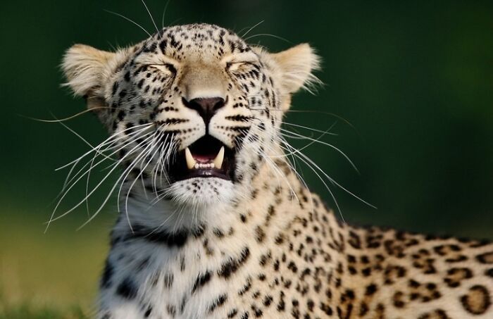 A magia por trás das melhores fotos de vida selvagem: como capturar momentos únicos sem equipamentos caros (34 fotos) 14