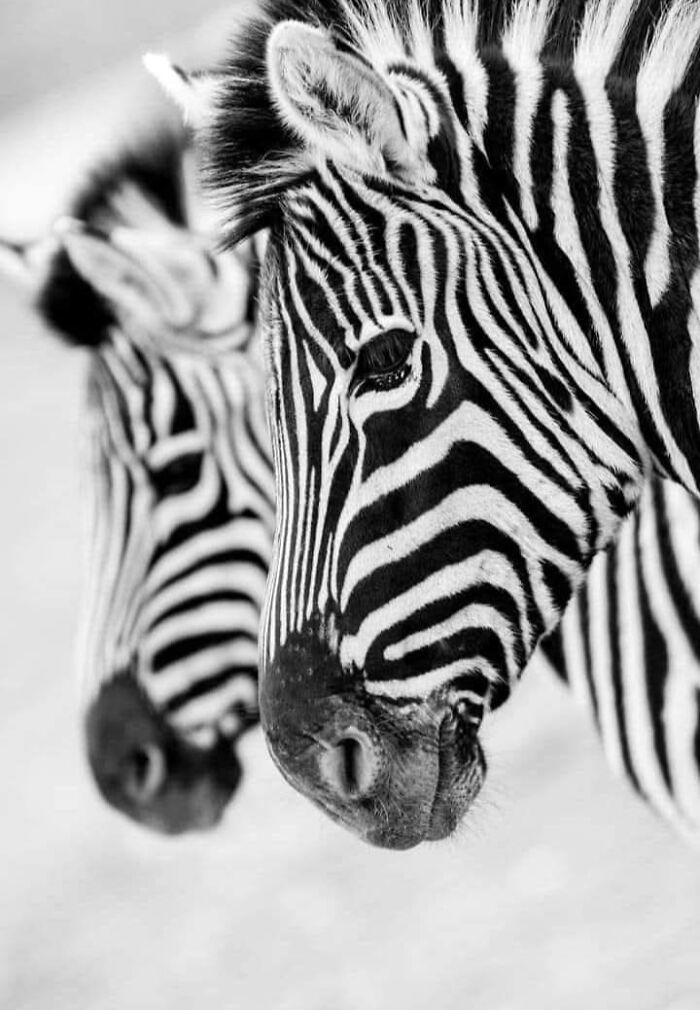 A magia por trás das melhores fotos de vida selvagem: como capturar momentos únicos sem equipamentos caros (34 fotos) 15