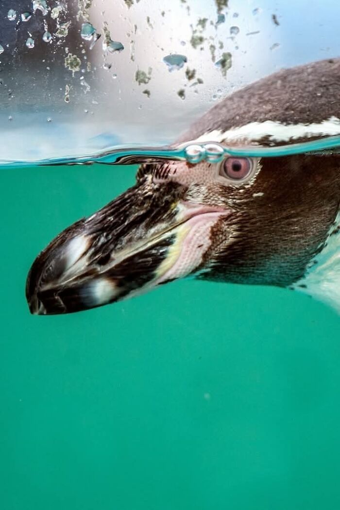 A magia por trás das melhores fotos de vida selvagem: como capturar momentos únicos sem equipamentos caros (34 fotos) 16