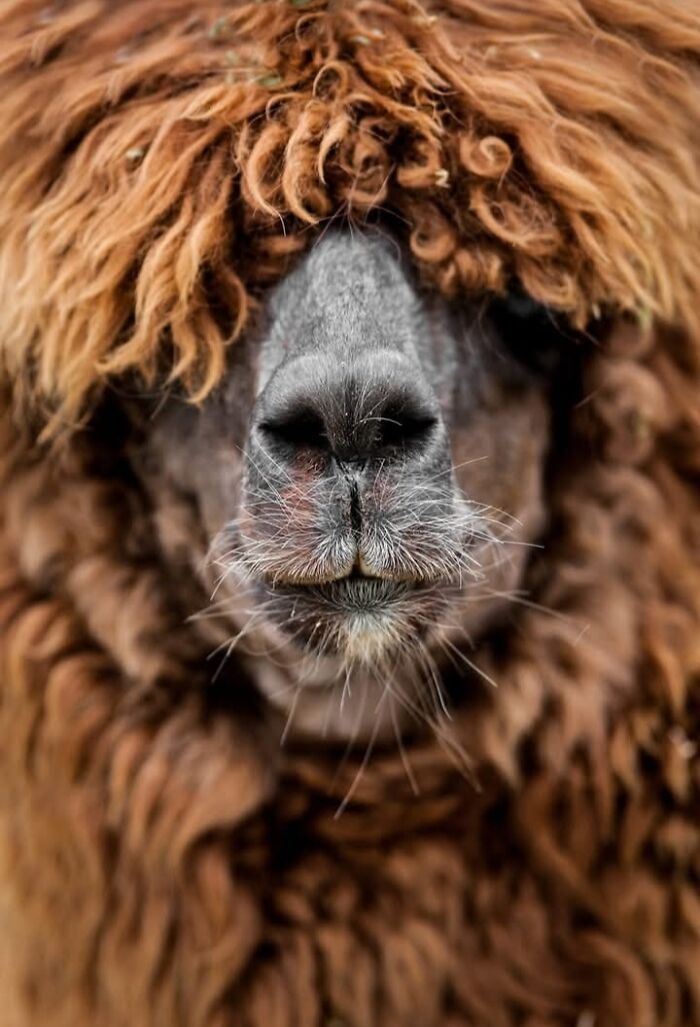 A magia por trás das melhores fotos de vida selvagem: como capturar momentos únicos sem equipamentos caros (34 fotos) 18