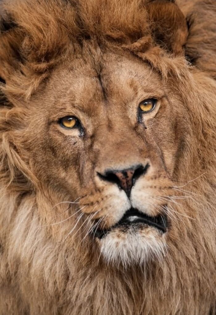 A magia por trás das melhores fotos de vida selvagem: como capturar momentos únicos sem equipamentos caros (34 fotos) 19