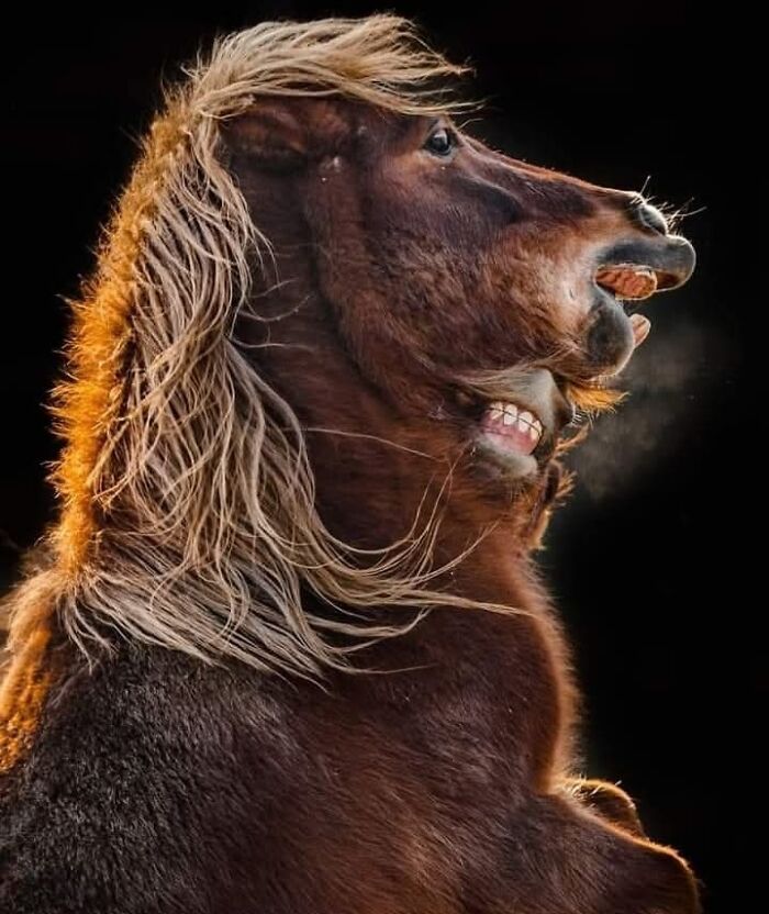 A magia por trás das melhores fotos de vida selvagem: como capturar momentos únicos sem equipamentos caros (34 fotos) 20