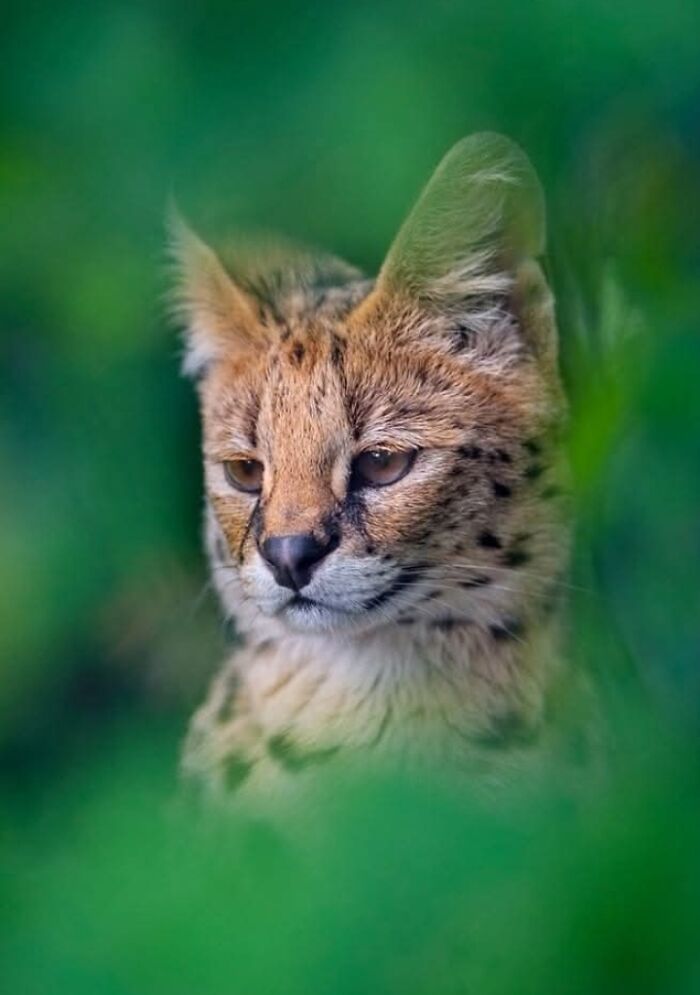 A magia por trás das melhores fotos de vida selvagem: como capturar momentos únicos sem equipamentos caros (34 fotos) 21