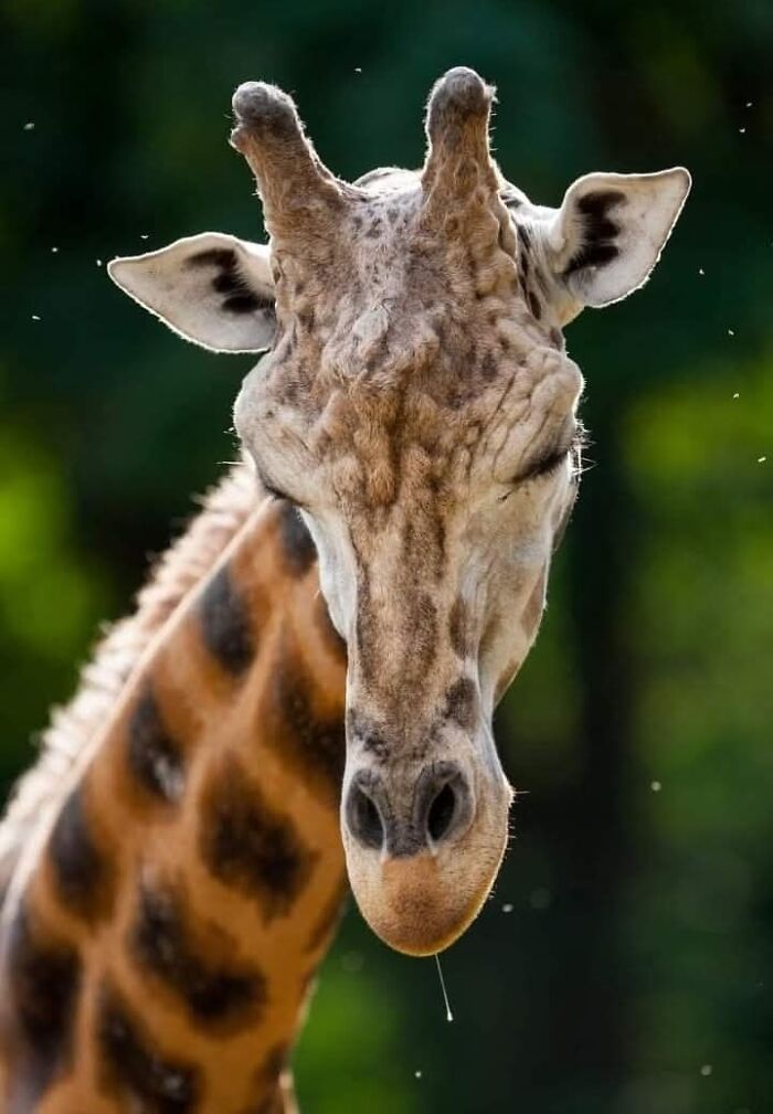 A magia por trás das melhores fotos de vida selvagem: como capturar momentos únicos sem equipamentos caros (34 fotos) 22