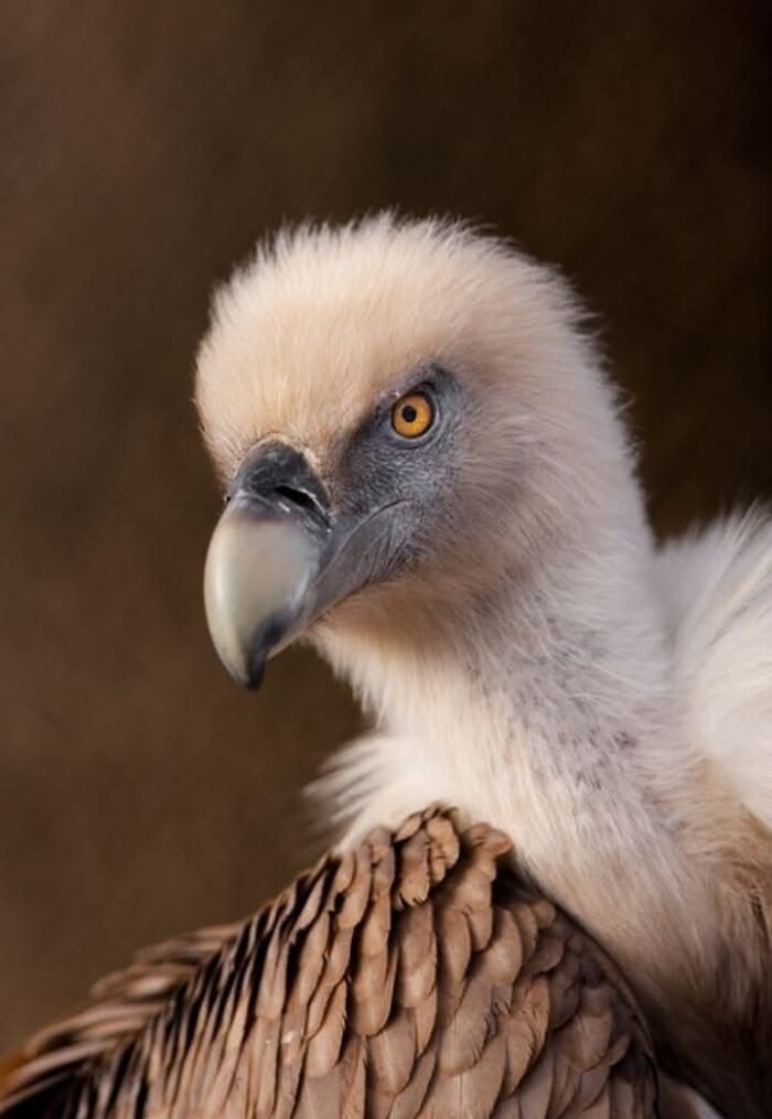 A magia por trás das melhores fotos de vida selvagem: como capturar momentos únicos sem equipamentos caros (34 fotos) 23