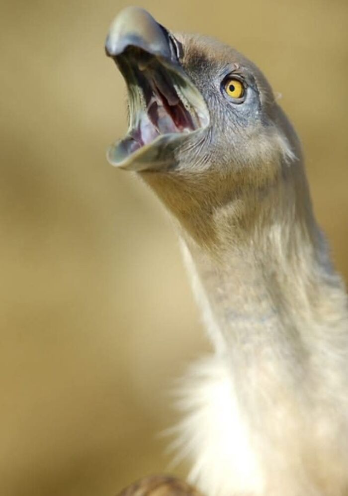 A magia por trás das melhores fotos de vida selvagem: como capturar momentos únicos sem equipamentos caros (34 fotos) 24