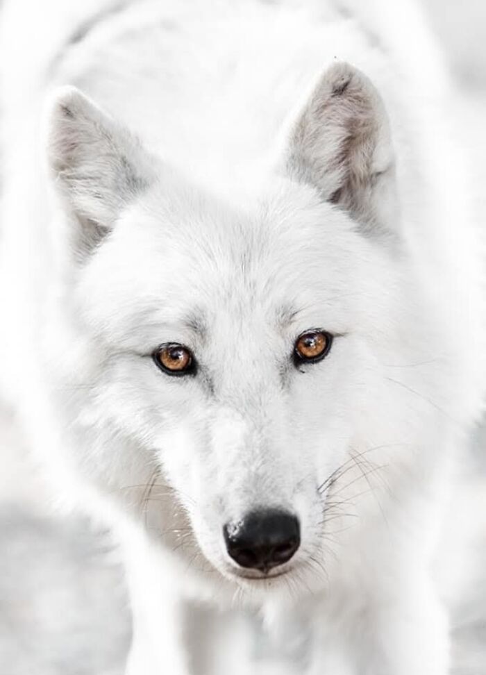 A magia por trás das melhores fotos de vida selvagem: como capturar momentos únicos sem equipamentos caros (34 fotos) 25