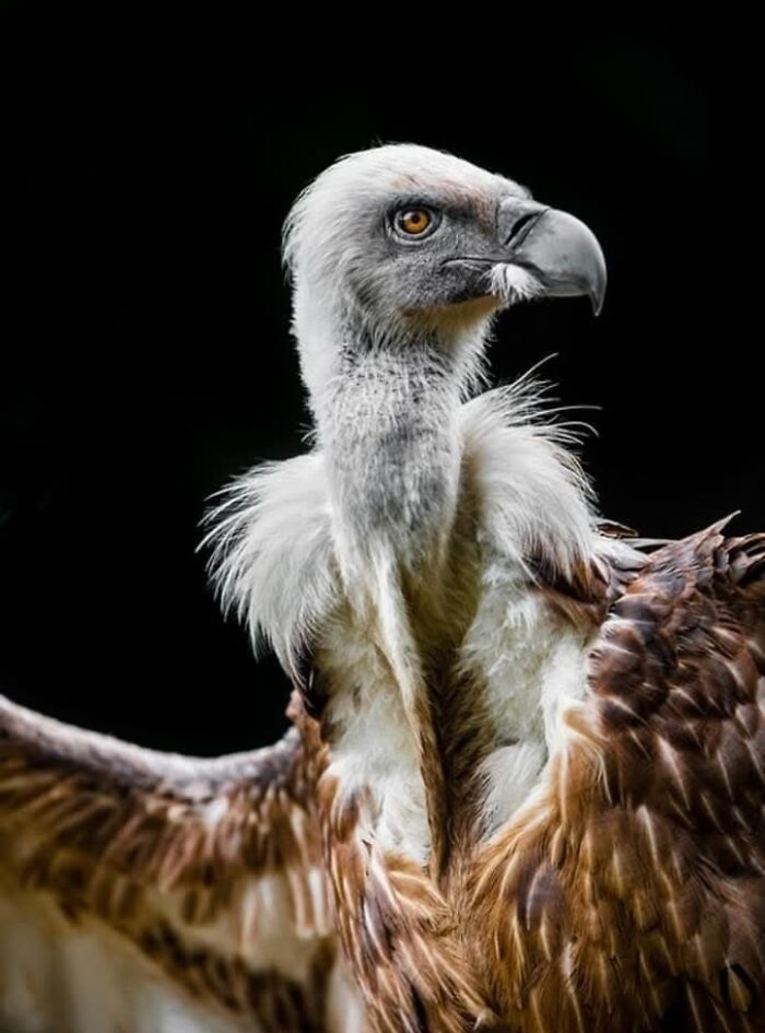 A magia por trás das melhores fotos de vida selvagem: como capturar momentos únicos sem equipamentos caros (34 fotos) 26
