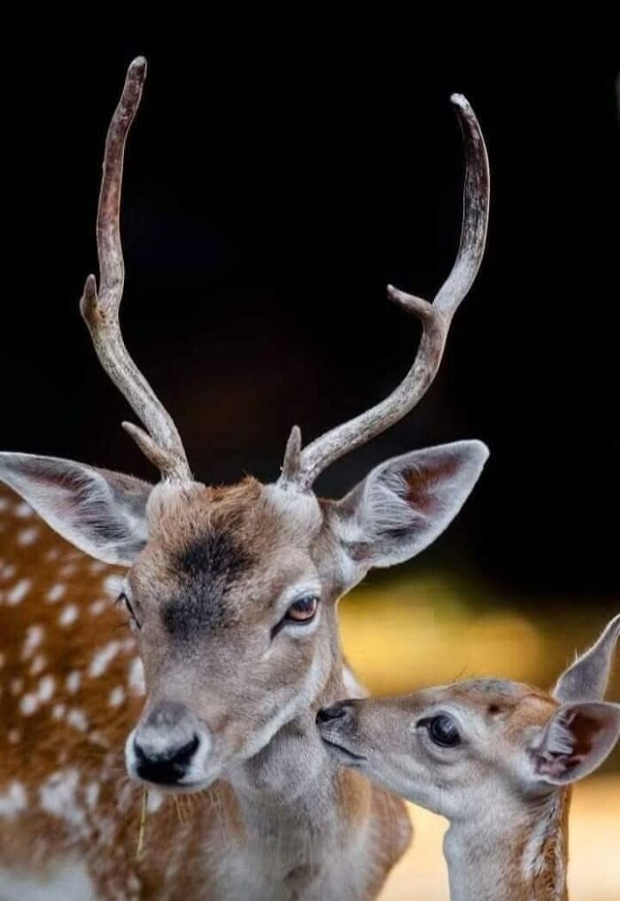A magia por trás das melhores fotos de vida selvagem: como capturar momentos únicos sem equipamentos caros (34 fotos) 27