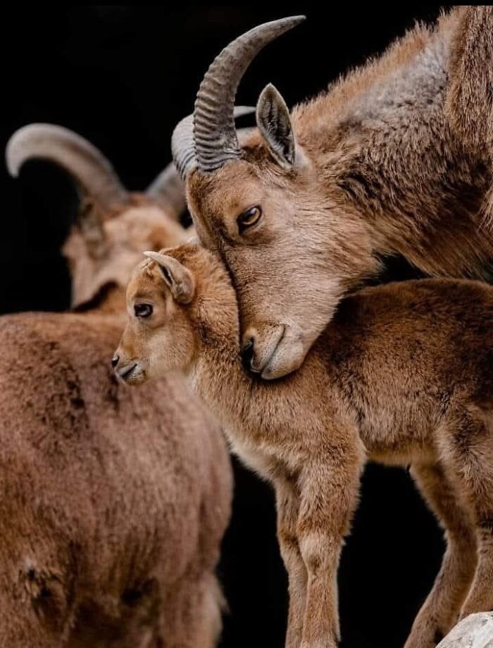 A magia por trás das melhores fotos de vida selvagem: como capturar momentos únicos sem equipamentos caros (34 fotos) 28