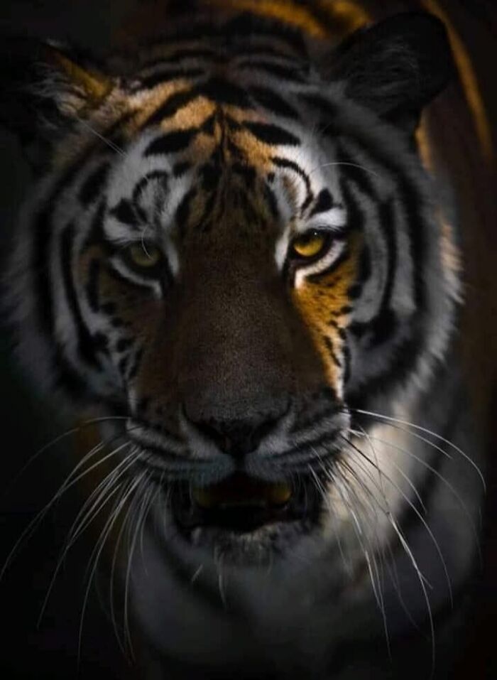 A magia por trás das melhores fotos de vida selvagem: como capturar momentos únicos sem equipamentos caros (34 fotos) 33