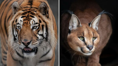 A magia por trás das melhores fotos de vida selvagem: como capturar momentos únicos sem equipamentos caros (34 fotos) 52