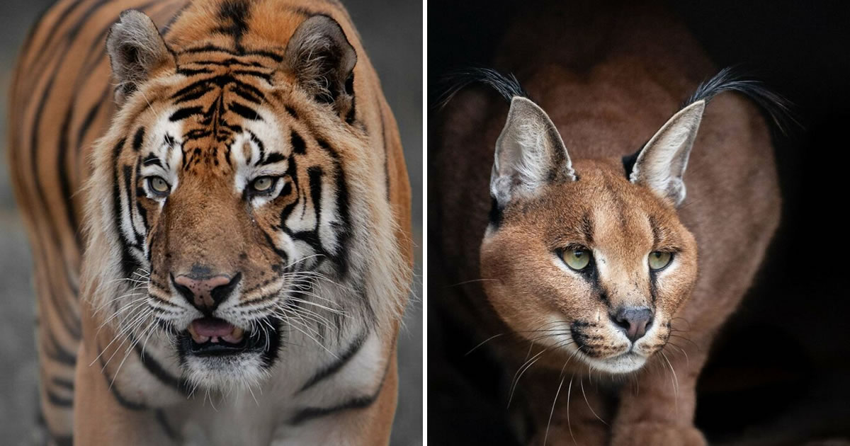 A magia por trás das melhores fotos de vida selvagem: como capturar momentos únicos sem equipamentos caros (34 fotos)