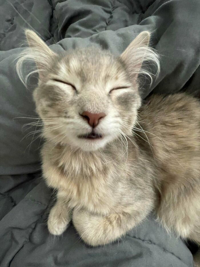 Por que as orelhas dos gatos conquistam tanta gente. 35 fotos que provam esse charme felino 1