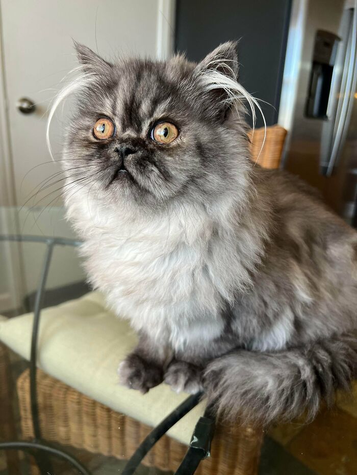 Por que as orelhas dos gatos conquistam tanta gente. 35 fotos que provam esse charme felino 2