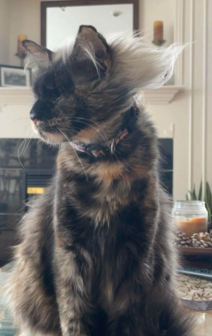 Por que as orelhas dos gatos conquistam tanta gente. 35 fotos que provam esse charme felino 3