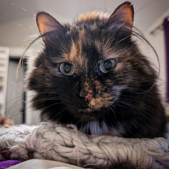 Por que as orelhas dos gatos conquistam tanta gente. 35 fotos que provam esse charme felino 9