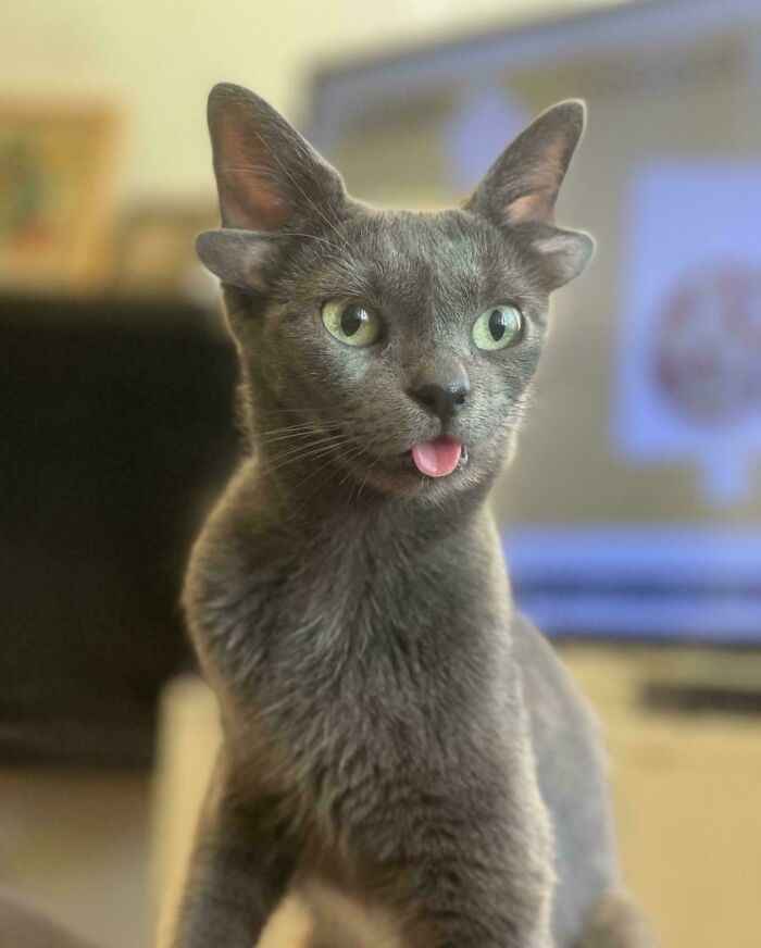 Por que as orelhas dos gatos conquistam tanta gente. 35 fotos que provam esse charme felino 16