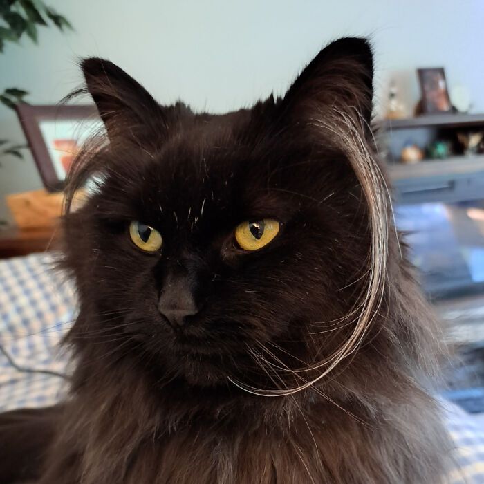 Por que as orelhas dos gatos conquistam tanta gente. 35 fotos que provam esse charme felino 18