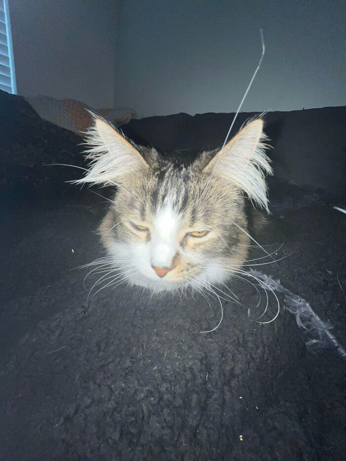 Por que as orelhas dos gatos conquistam tanta gente. 35 fotos que provam esse charme felino 20