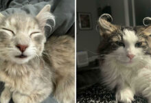 Por que as orelhas dos gatos conquistam tanta gente. 35 fotos que provam esse charme felino 31