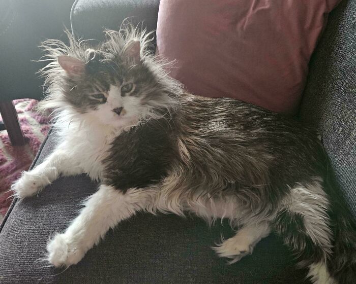 Por que as orelhas dos gatos conquistam tanta gente. 35 fotos que provam esse charme felino 24